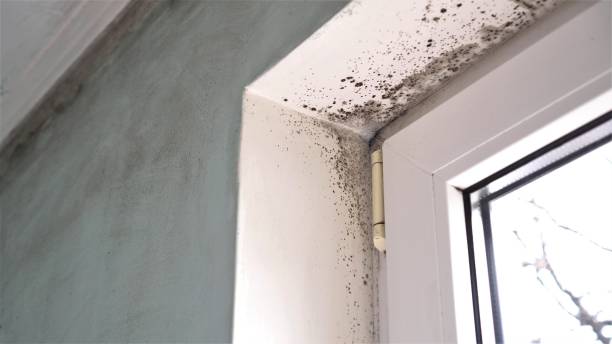 Best Home Mold Removal  in Delaware, OH